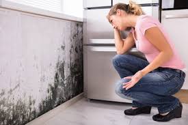 Why You Should Choose Our Mold Remediation Services in Homer, GA